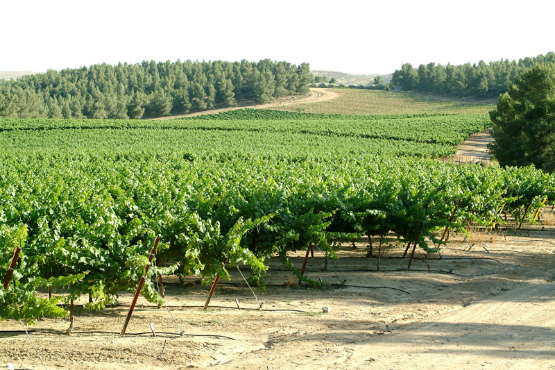 Vineyard Yatir Forest