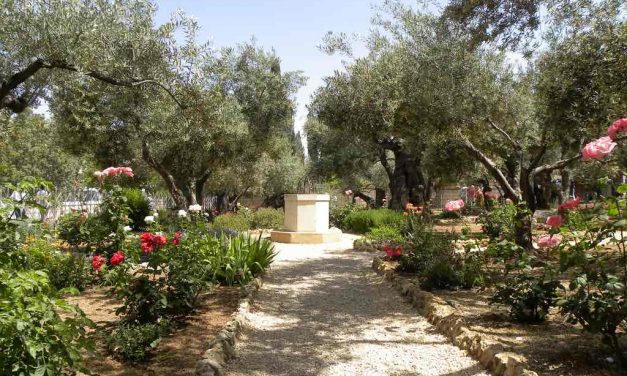 Israel Wine Tour and Culinary Tours