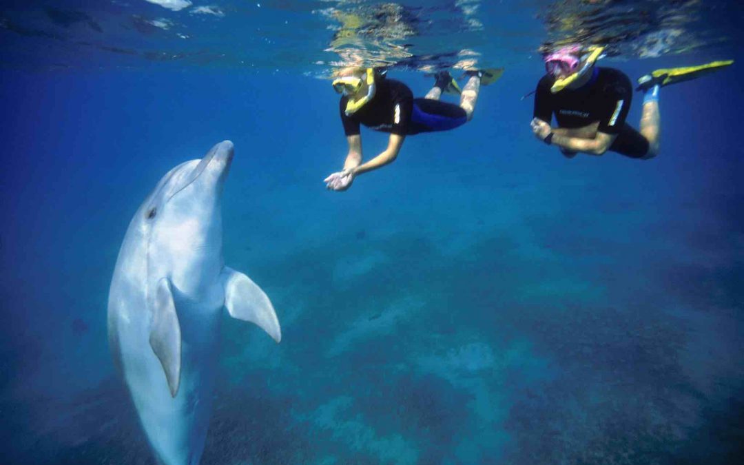 Swimming with Dolphins in Eilat Israel