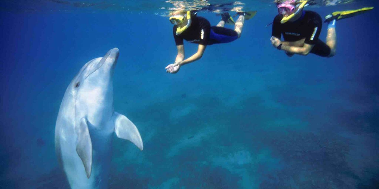 Swimming with Dolphins in Eilat Israel