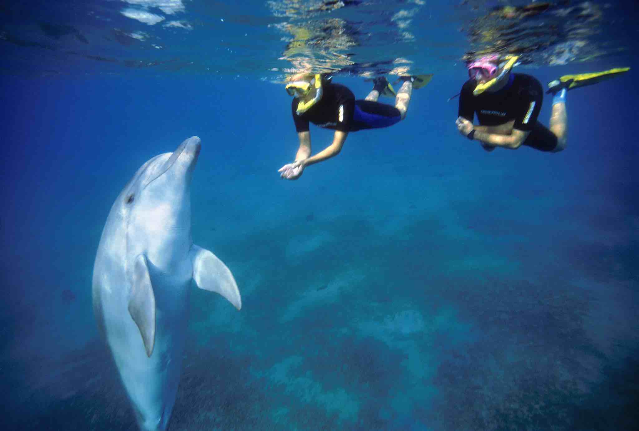 speelgoed Calamiteit Ministerie Swimming with Dolphins in Eilat Israel - Israel Travel Secrets