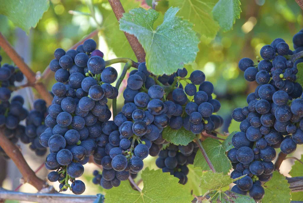 Wine Grapes on the Vine by Wplynn